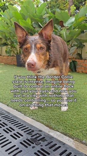 Swee Yen Yap | BTF Herding Games & Border Collies on Instagram: "This is the Border Collie stare 👀 When a Border Collie locks in, their pupils dilate to let in more light - allowing them to detect the tiniest flicker of movement in their surroundings. Pupil size is one of the clearest signs their herding instinct is fully activated. That stare isn’t random. When their pupils dilate, the brain releases a rush of dopamine - the same neurochemical that drives pleasure and motivation. It feels good