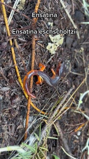 #ecology #salamanders #conservation #millipede #lizard #spider #scorpion #toad #gastropods #snail #sonomacounty