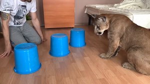 1M views · 1.5K shares | When you try to tell him he can't have his toy because he picked the wrong bucket.  I_am_puma | 9GAG | Facebook