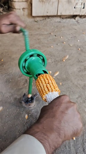 Elite Corn Sheller Gadget That Professionals Use 😳🌽 #shorts