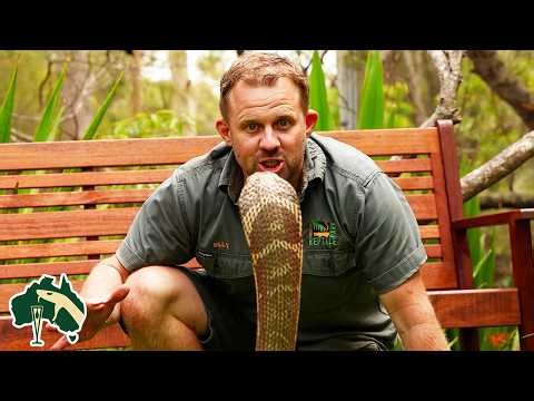 10 Most DEFENSIVE Venomous Snakes In The World! | Venom Diaries