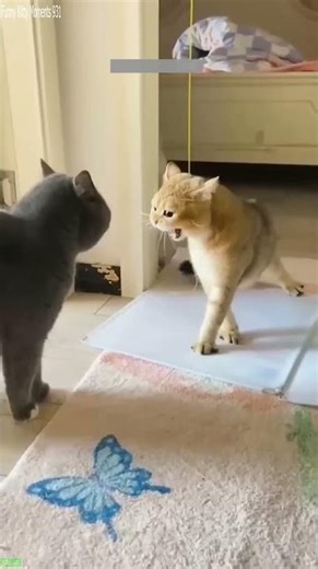 Funny Pets 😹 funny cats compilation 🐕 # Ep 5150