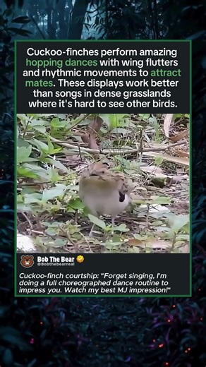 Cuckoo does it's Best Michael Jackson Impression