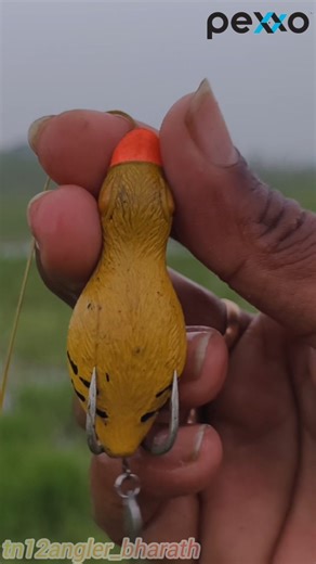 Bharath Kumar on Instagram: "🎯 PEXXO FLY BUG FROG LURE REVIEW 🐍 It’s an ABSOLUTE SNAKEHEAD KILLER 🔥🔥 🎣 Brand: PEXXO 🪰 Model: FLY BUG ⚖️ Weight: 9-10 Gms 📏 Length: 7 cm 💰 Price: ₹470 📞 DM us or Call: 7401623892 / 7034442238 📲 Follow our fishing journey 👉 @pexxo__ @kl09angler @vivasayamkaapom @friends_fishing_tn56 @palakkadan_anglers 📸 Incredible Shot by: @bharathwatson Fishing Rod - Deadly hunt Baitcasting Rod Fishing Reel - Piscifun Carbon XCS Baitcasting reel 🌊 Unleash the predator