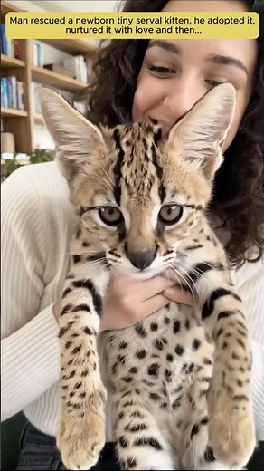Woman rescued a lost serval kitten near the scrap piles, and then...