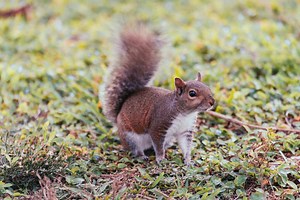 Backyard Obstacle Courses Reward Clever Squirrels With Food
