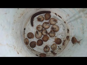 Catching snails.0045-NATURE