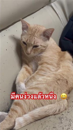 ลายบนโซฟานั้นฝึมือเราเอง #แมว #cat #แมวส้ม