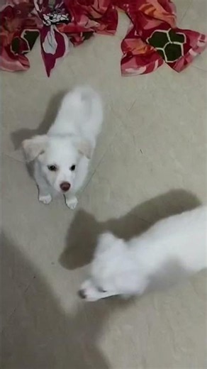 cute oreo and jerry #viral #cute #trendingshorts