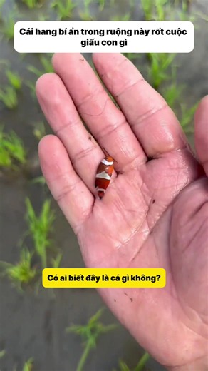 Có ai biết con cá xấu lạ trong ruộng lúa này tên gì không?#LIVEIncentiveProgram #LIVEIsEasy #PaidPartnership