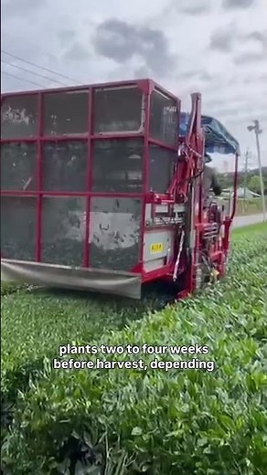 Here’s a look at the harvest that makes every matcha bowl possible.