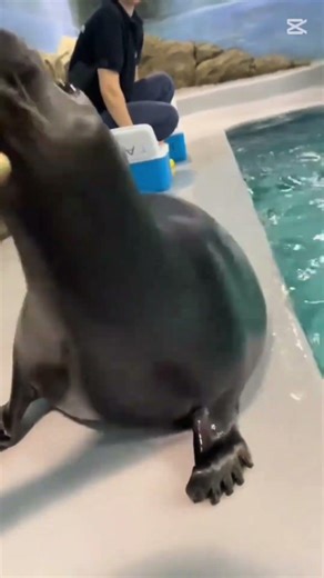 #memes #funny absolute legendary beat boxing from freaky sealw