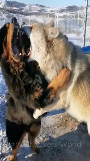 Dog vs Wolf: An Intense Wildlife Encounter 🐶🐺 #wolf #dog #wolfpack #wolfdog #shorts