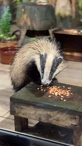 I think this is Tippy but it could be Tufty it’s getting harder to tell them apart 😆🦡🐾🐾❤️ | Mr Lumpy & Friends.
