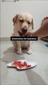 Lucy Ka Summer Hydration || 🍉🐶💧|| #labrador #pets #hydration #watermelon