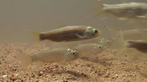 Surviving Storms & Seasons at Lake Khanka | Britannica