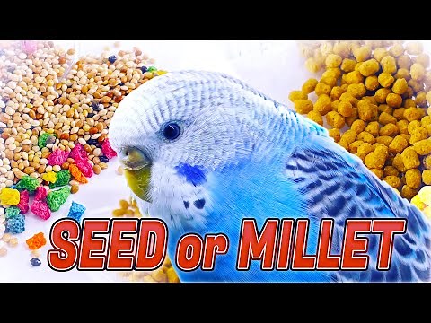The Best Budgie Diet for a Happy and Healthy Life