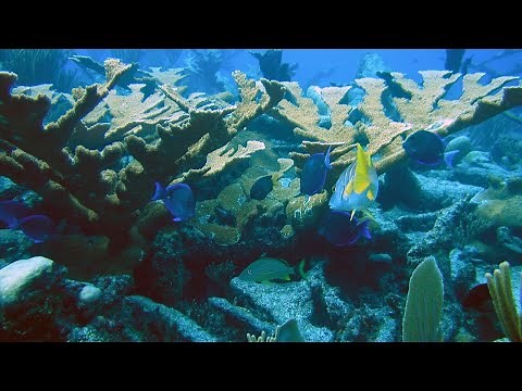 Human activity affects almost all of the oceans