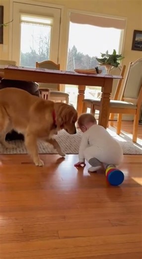 A Golden Retriever Saves a Baby Before the Earthquake Strikes 🐶❤️ #baby #dog