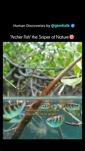 Animal Documentary & Science Concepts | The archerfish is a small but amazing fish famous for its incredible shooting skill — it can spit jets of water to knock down insects... | Instagram