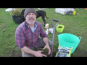 How to dig up and replant a dying citrus tree