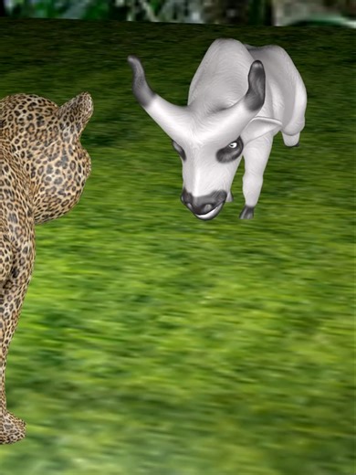 Cow Sends Cheetah Flying in Hilarious Encounter