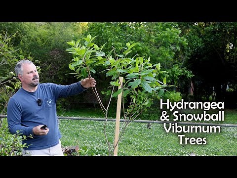 Hydrangea and Snowball Tree-Formed
