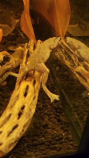 African dwarf frog! #ADF #frogs #frog #pet #pets #petsoftiktok #aquatic #aquaticlife #fyp #fypシ #fyppppppppppppppppppppppp