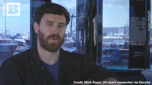 24K views · 398 reactions | Whale of an appetite! Footage shows a rare, giant whale shark devouring fish near Oahu, Hawaii. | Breitbart | Facebook