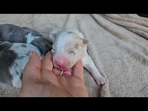 AKC Border Collie Puppies for Sale | Red Merle, Blue Merle, Lilac & Black/White | Alabama Breeder
