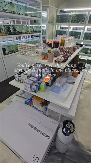 We’re excited to announce a huge new arrival of shrimps and snails this week! Visit Swimming Creatures in La Habra to check out the fresh stock — vibrant colors, healthy movement, and plenty of variety. #swimmingcreaturesshrimp #swimmingcreatures #swimmingcreatureslahabra #aquariumhobby #neocaridinashrimp #aquariumshrimp | Swimming Creatures Inc