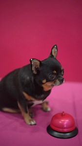 SYKO Black Chihuahua Collections Online Orders Available Now! 🖤🛎️🔔💖✨🎄🍒🎀 | Shwe YeeKo Oo