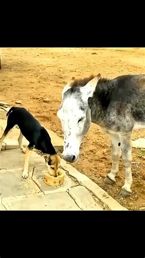 usatiktok🇺🇸♥️😘 #uktiktok🇬🇧ukviral #pppppppppppppppp #vairal_video #🇱🇷🇱🇷🇱🇷🇱🇷🇱🇷🇱🇷🇱🇷🇱🇷 #foryoupage❤️