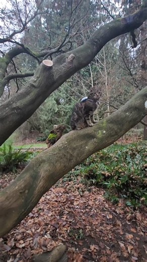 Lady Sherry | The Adventure Cat on Instagram: "My adventure cat, Lady Sherry, successfully climbed a tree for the first time this summer. to the conclusion that If no chipmunk, no climbing! 😆 Today, Sherry visited Queen Elizabeth Park in Vancouver, and she met a few people and a baby German Sheppard. How do your cats behave when it comes to trees? #cat #adventurecat #catsofinstagram #catlover #catlife"