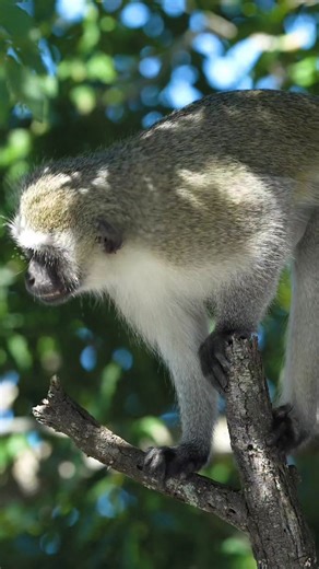 A Vervet Monkey Alarm Call echos through the wild saying "danger". #monkey #KrugerSafari #krugernationalpark #kruger #wildlifevideo | Curt is Wild