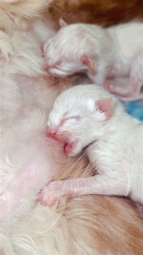 🤍 Newborn Kitten’s First Nursing Moments 🐾