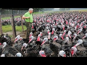 How Turkeys Farming Produce Billion Eggs & Meat - Inside Turkey Farm - Poultry Farm Technology