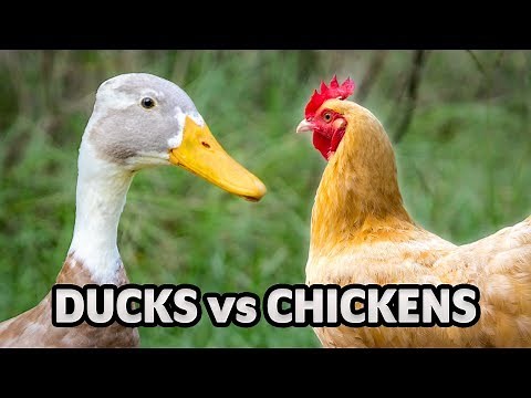 Can ducks and chickens live together?