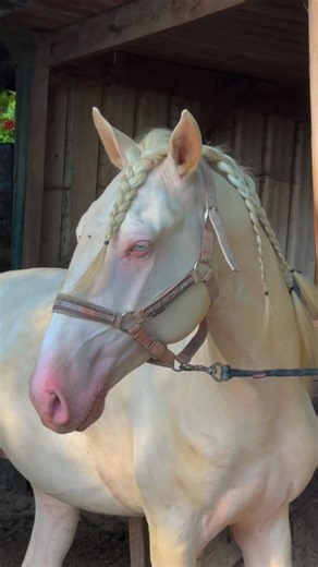 #lusitanien#stallion#cremello#pourtoii#fyp