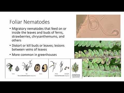 What are Plant-Parasitic Nematodes?