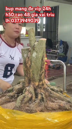 VIP doll, 24/7, 50cm tall, 48cm wide, price several million VND, contact 0373949039