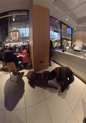 BIG dogs misunderstood… yes or no? 🤔👇 #dog #fyp