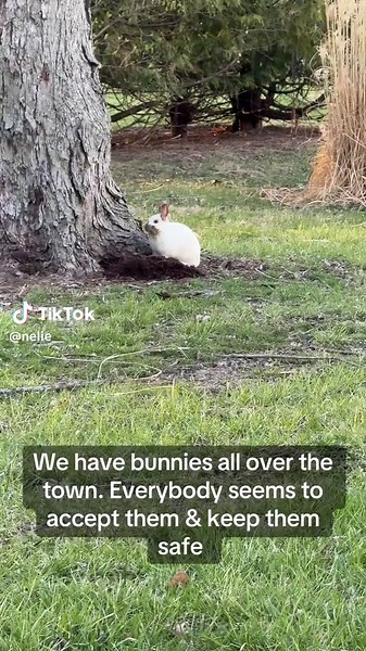 Rabbits Finding Homes in Trees: A Unique Adaptation