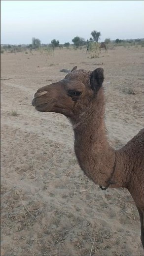 Heart Touching Desert Moment . #camel