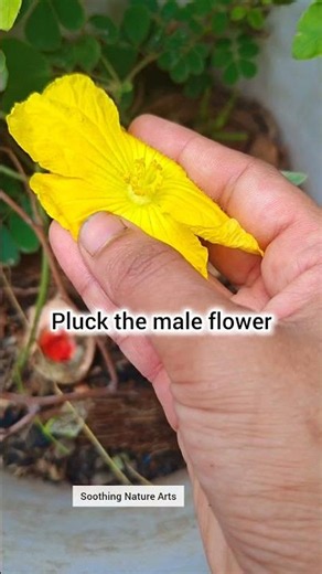 Male & Female Flowers Explained | Sponge Gourd Pollination