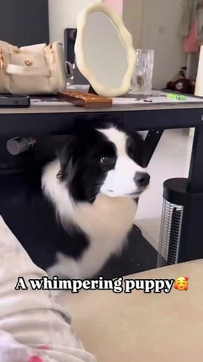 107K views · 3.8K reactions | A whimpering puppy#dog #dogs #dogsofinstagram #doglovers #pet #petsofinstagram #petslover #bordercollie #bordercollies | Border Collie Lovers | Facebook