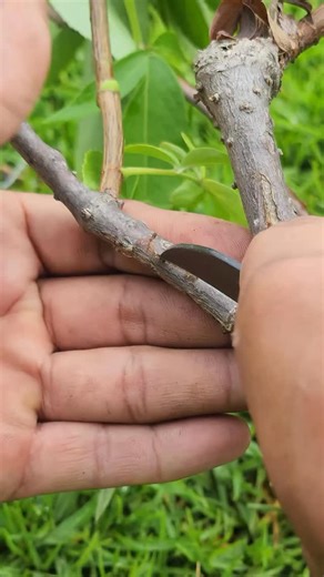 Eco Agriculture Lab on Instagram: "Learn different ways to propagate plants at home, from grafting techniques to leaf propagation with succulents. Discover step-by-step methods to grow new plants easily and expand your garden. Perfect for gardeners and plant enthusiasts looking to multiply their collection. #PlantPropagation #Grafting #SucculentPropagation #GardeningTips #GrowYourOwnPlants"