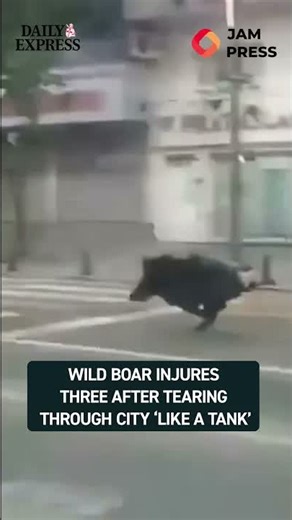 Rampaging Wild Boar Attacks People in Turkey City Center