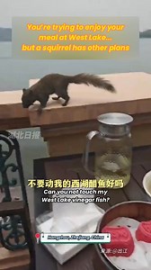 12K views · 167 reactions | Squirrel’s Snack Attack! This cheeky squirrel at West Lake decided to crash this guy’s snack time, stealing bites of his dingsheng cake like it was on the menu.  Him: “Hands off my West Lake vinegar fish!” Squirrel: “Chill, bro. I’m just here for dessert.”  Can you blame it, though? Even squirrels know where the good stuff is. #squirrelgang #foodie #wildlifecomedy #animalovers #squirrel | Jimu Focus | Facebook