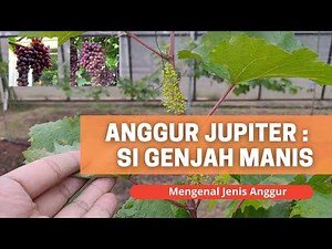 Getting to Know Types of Grapes: Jupiter Grapes: Early-maturing and Abundantly Fruitful Grapes
